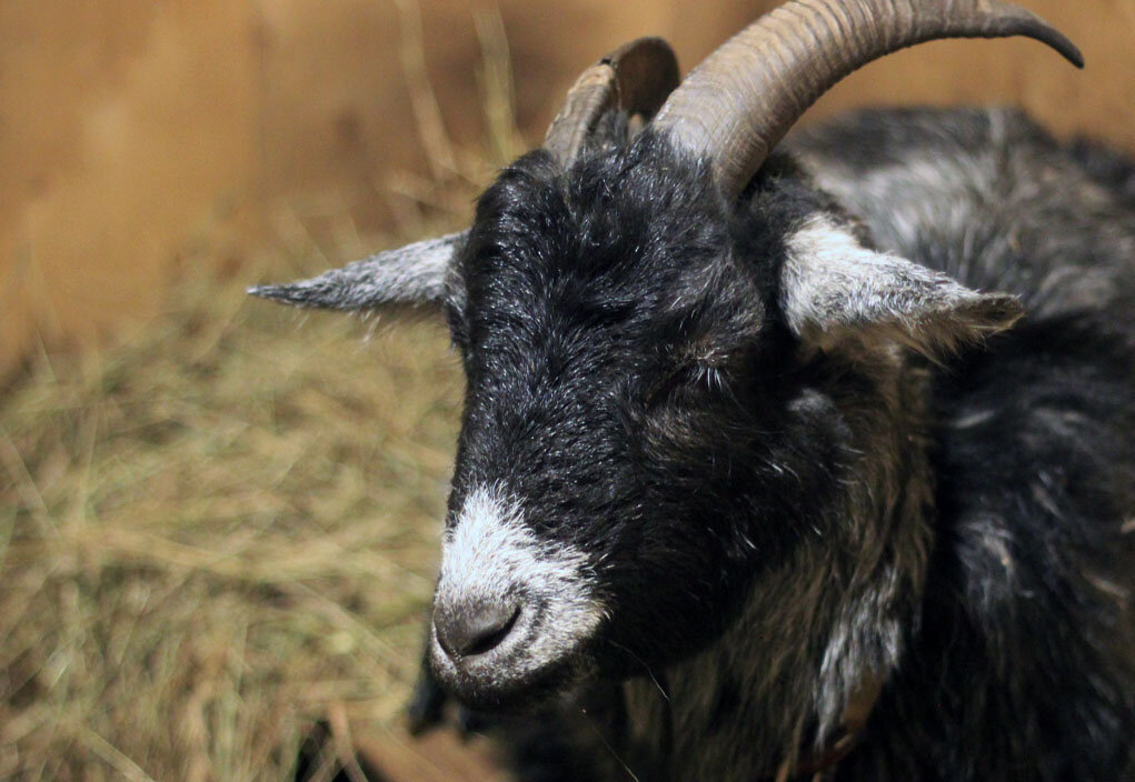 Красава после окота. Уставшая, умиротворенная и довольнгая мамочка