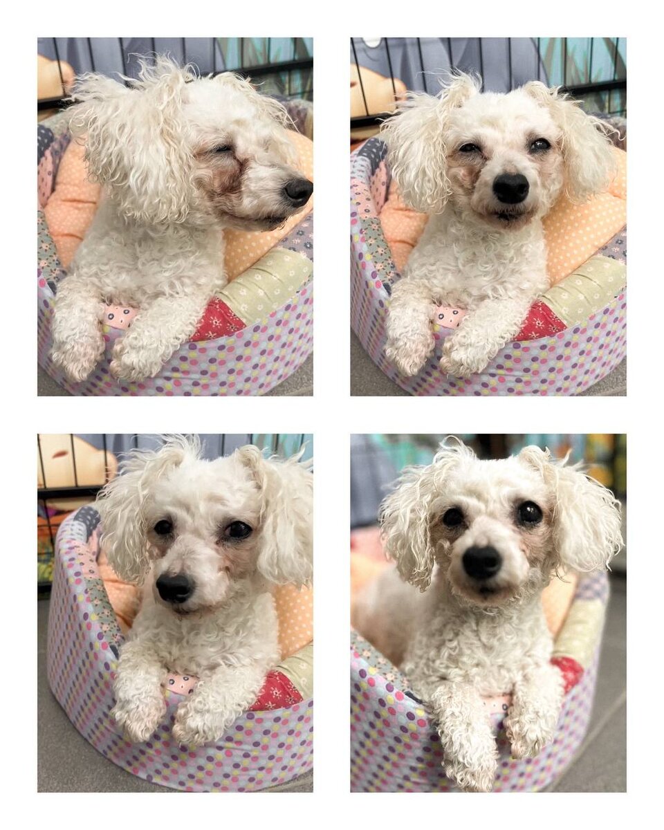 Ищет дом в Москве и МО маленькая собачка из приюта Домик Мелкашей по кличке Фата