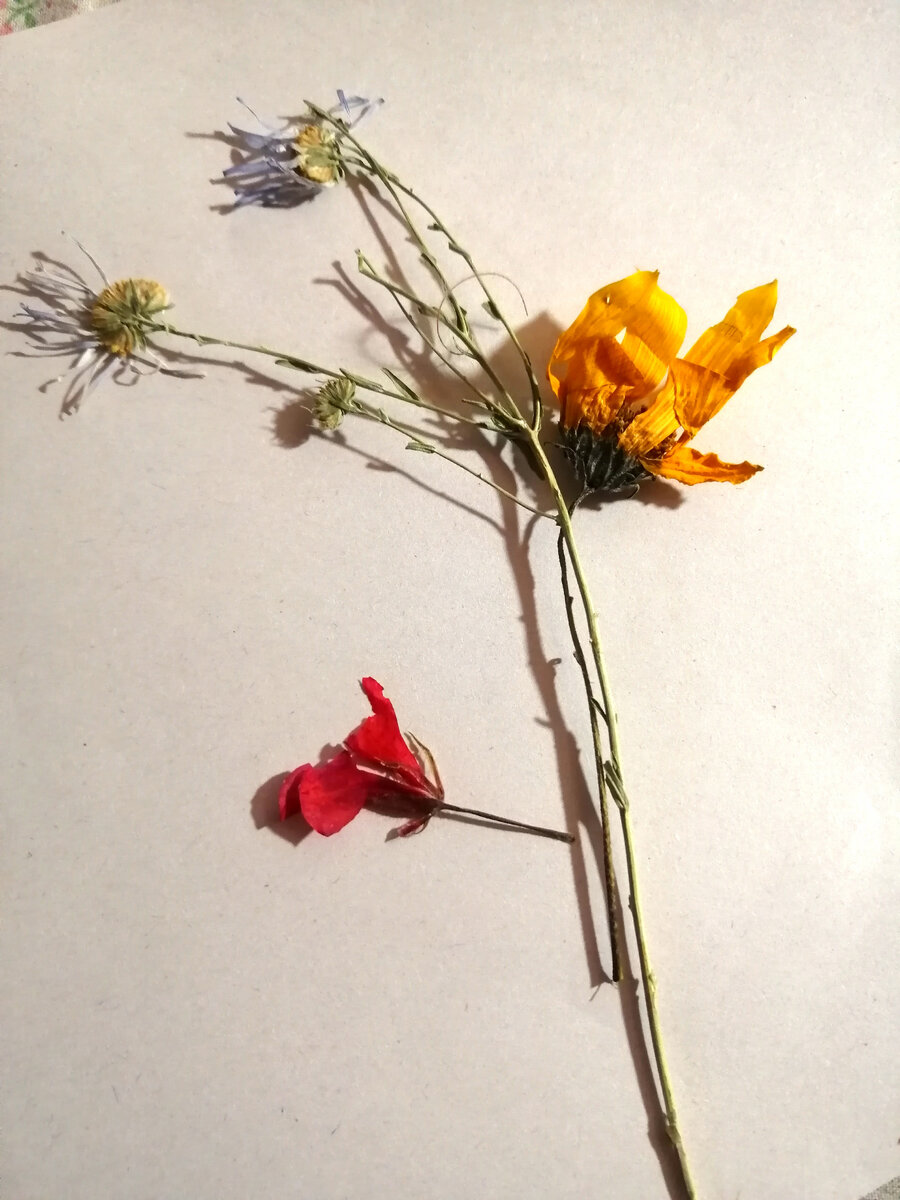 Мишин экспонат