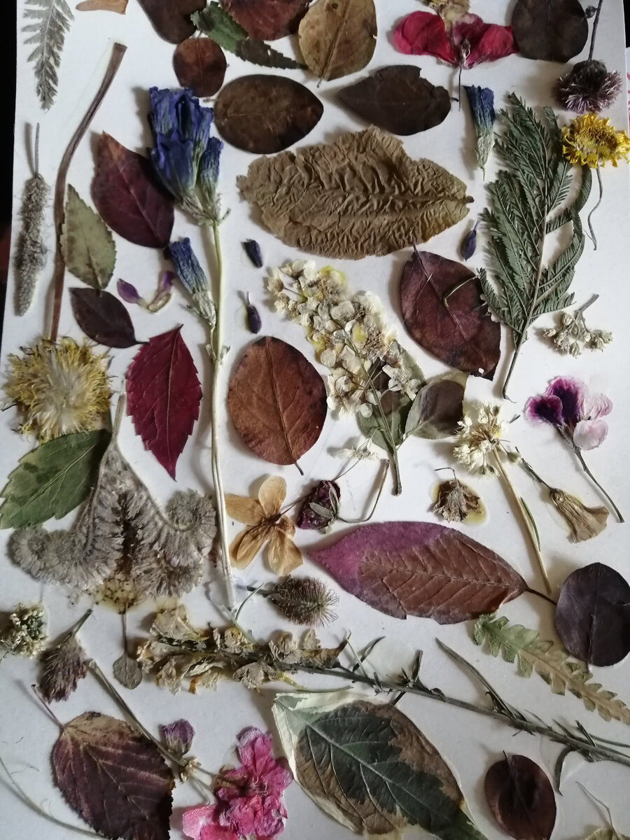 Гербарий сына