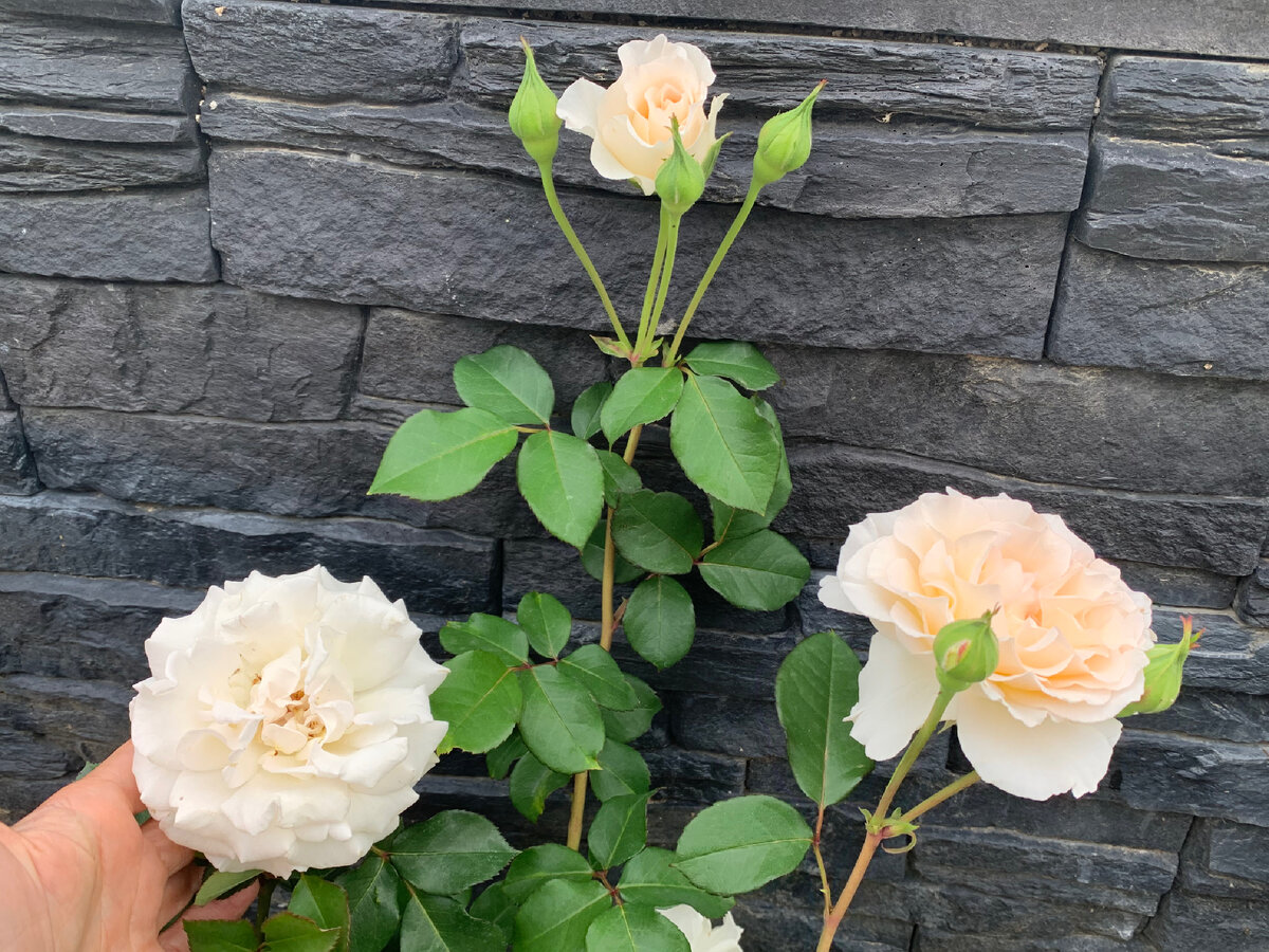 От бутона до полного роспуска