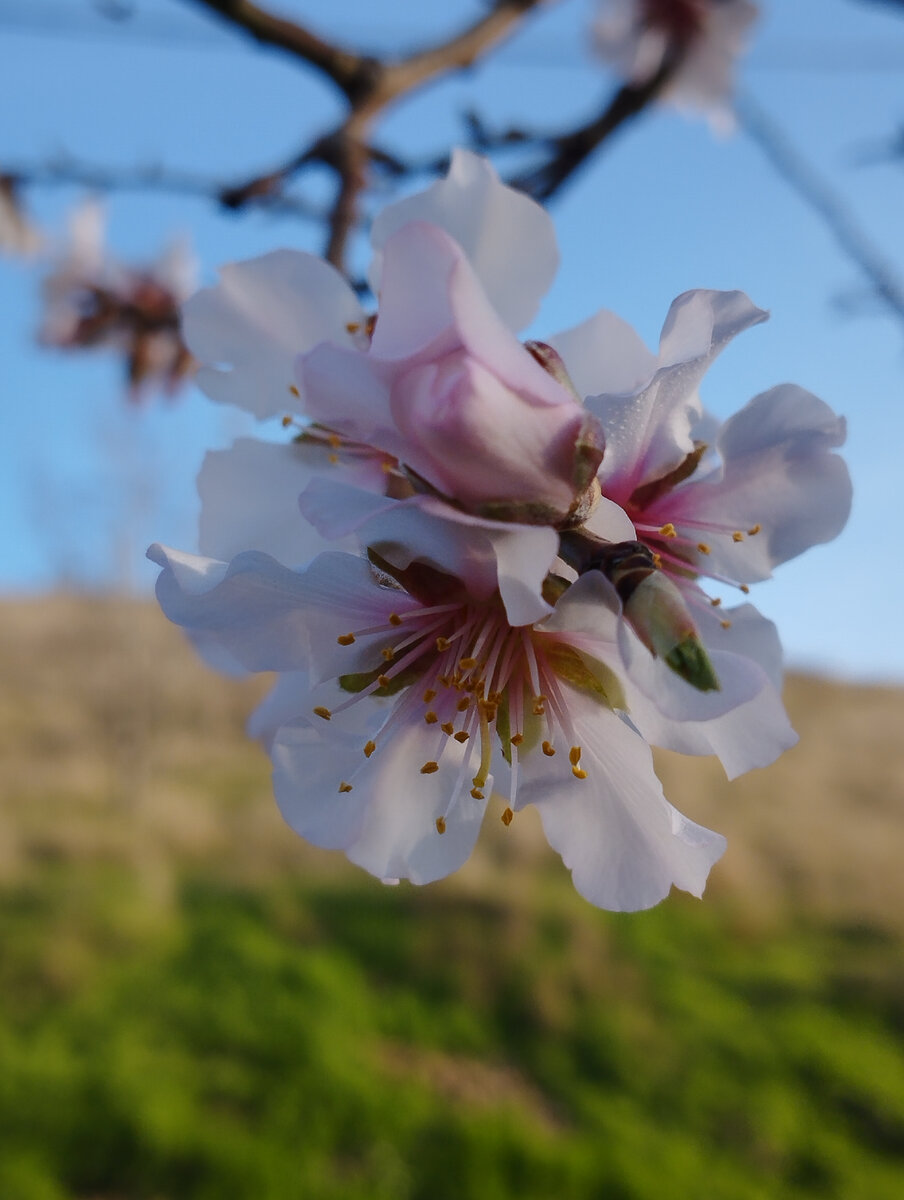 Цветёт миндаль. Фото автора канала