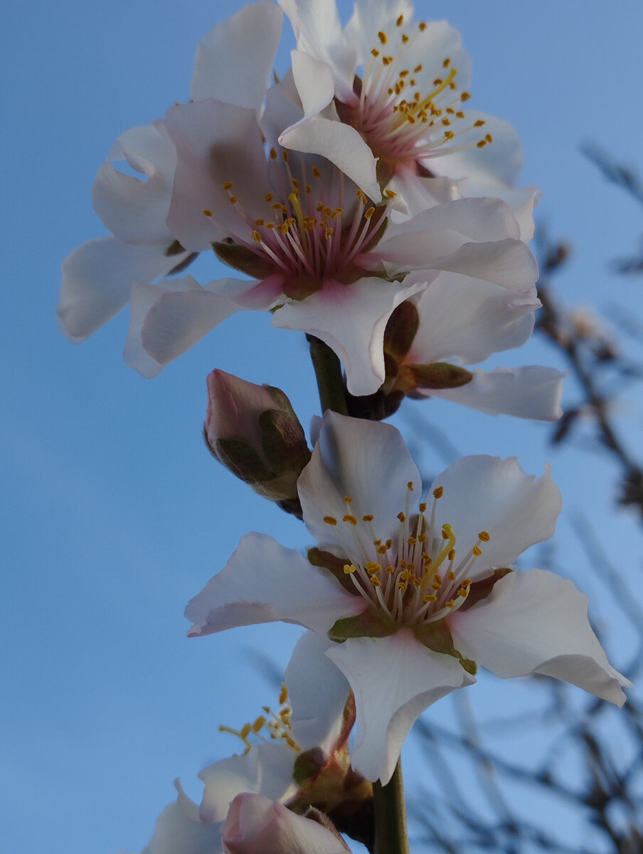 Цветёт миндаль. Фото автора канала