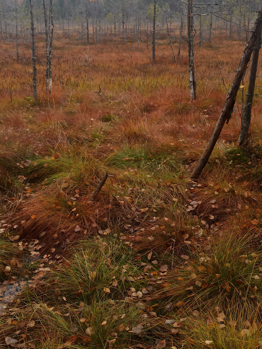 Северное болото.