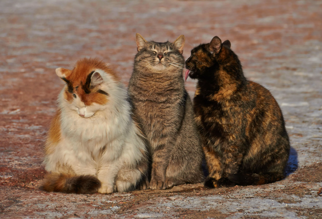 нашла на просторах интернета