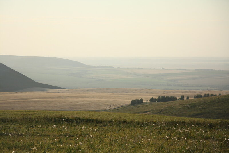 Лесостепь Алтайского края