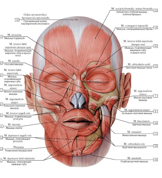 Примерно так выглядит мускулатура полностью расслабленного человека. (Источник: Билич Г. Л., Крыжановский В. А. Атлас анатомии человека. В 3 т. Т. 2) 