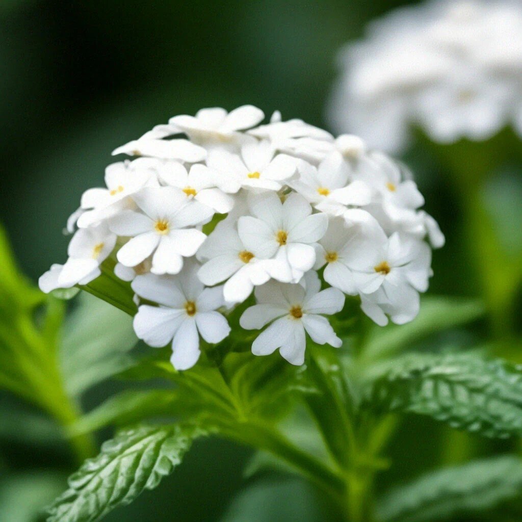 Вербена белая. Работа автора в нейросетях