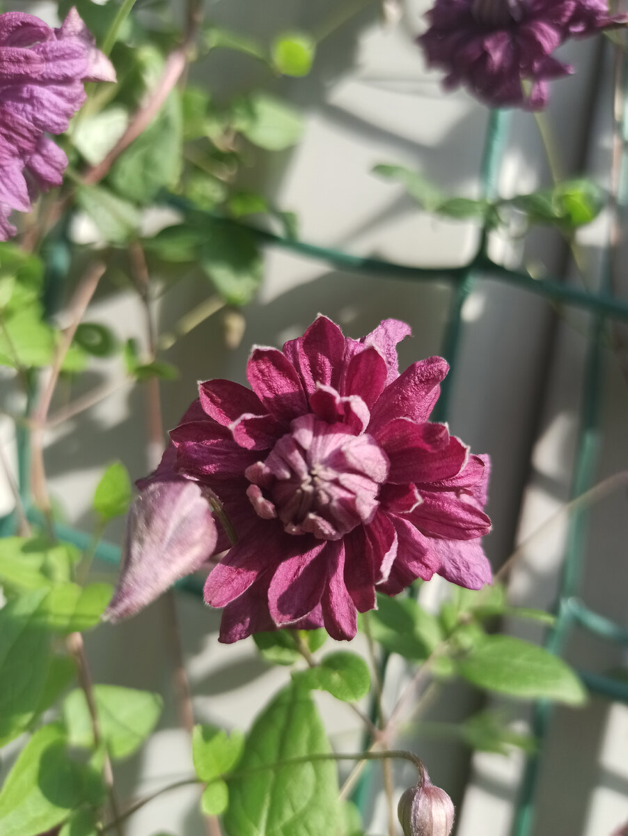 Клематис Пурпуреа Элеганс