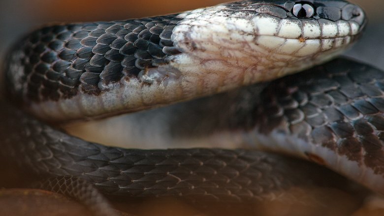 Источник: Alejandro Arteaga