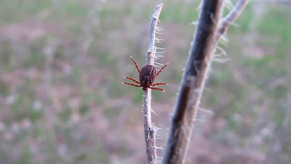 Ранней весной просыпаются клещи