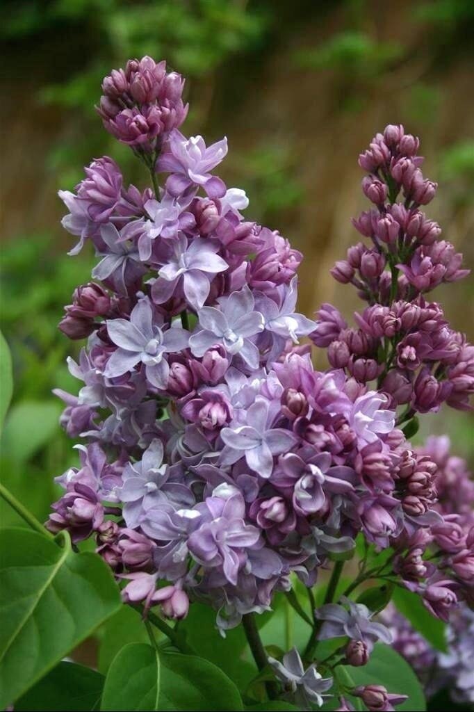 "Надежда' весной"-сорт выдающегося селекционера прошлого века Леонида Алексеевича Колесникова (1893-1968)