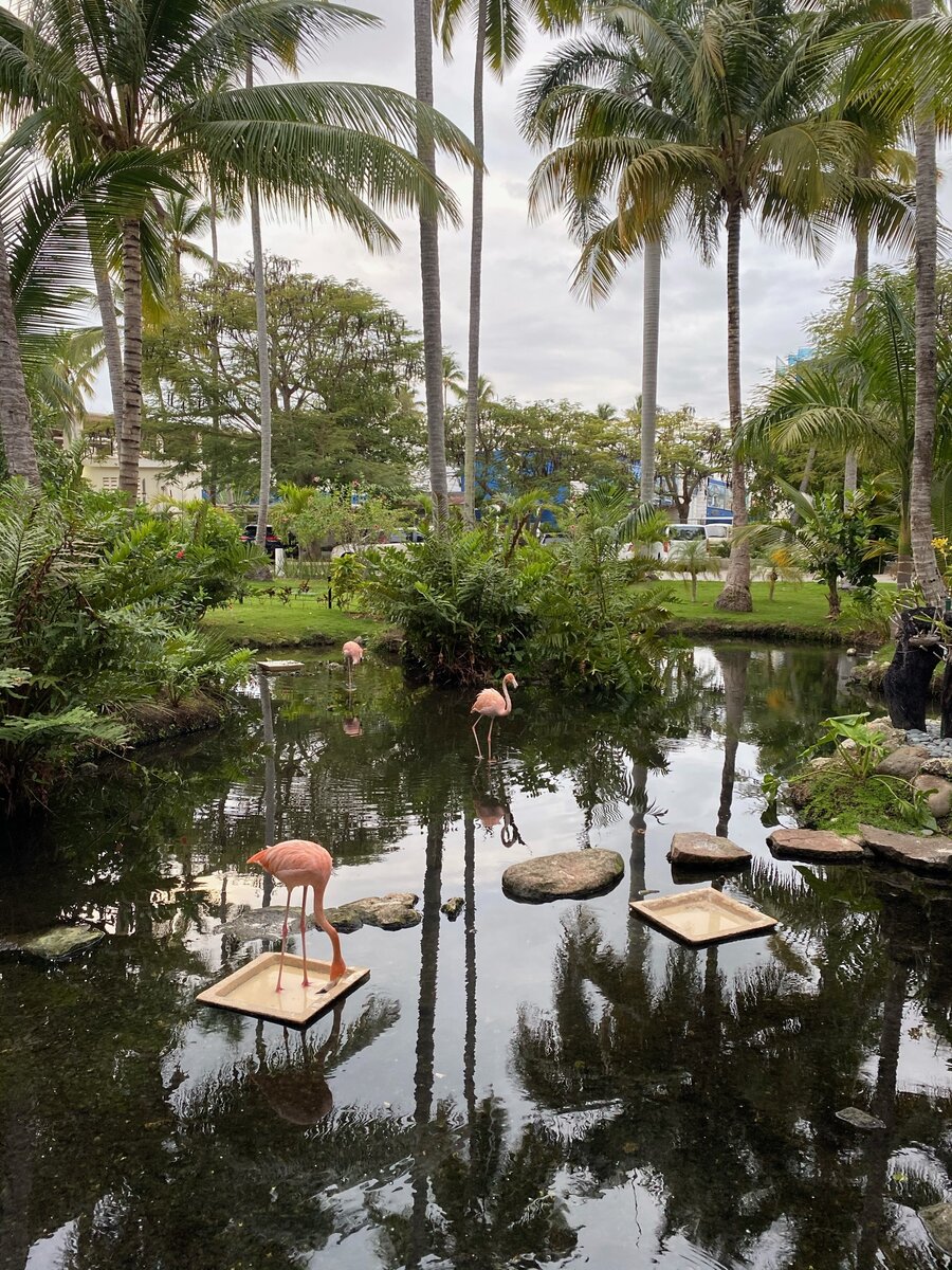 На территориях отелей часто можно встретить свободно гуляющих фламинго, павлинов и цапель.