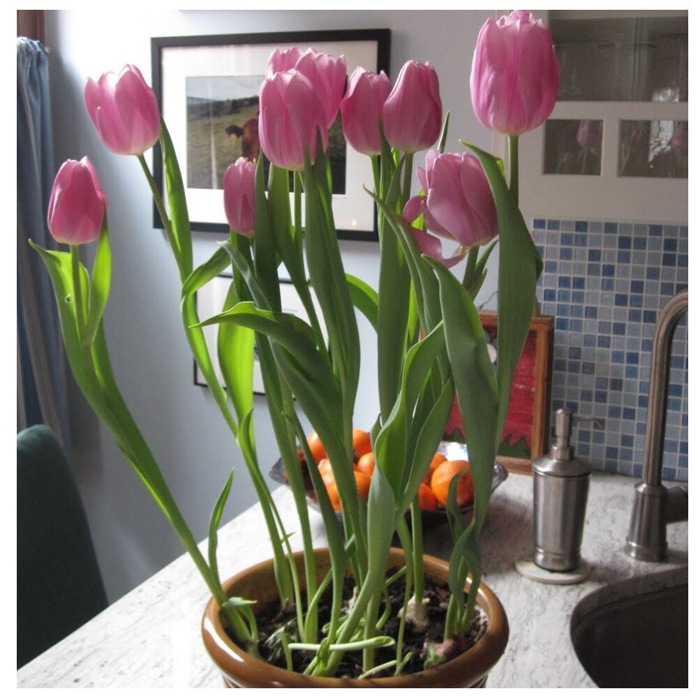 Выгонка тюльпана спирит. Тюльпан киванис. Выгонка тюльпанов. Тюльпаны в гидрогеле. Луковичные цветы тюльпаны.