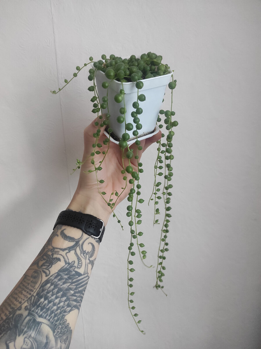 Крестовник Роули