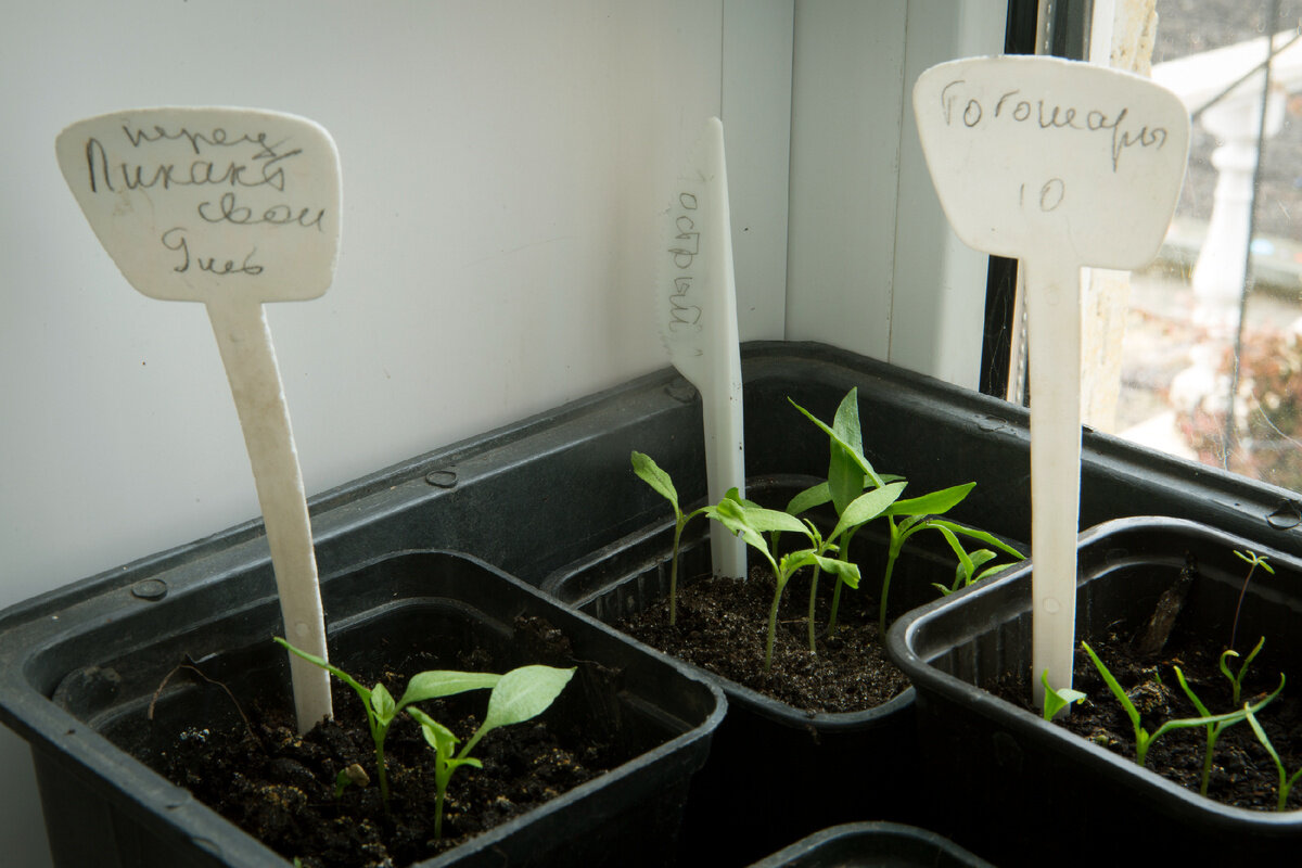 когда сажать базилик на рассаду в 2024