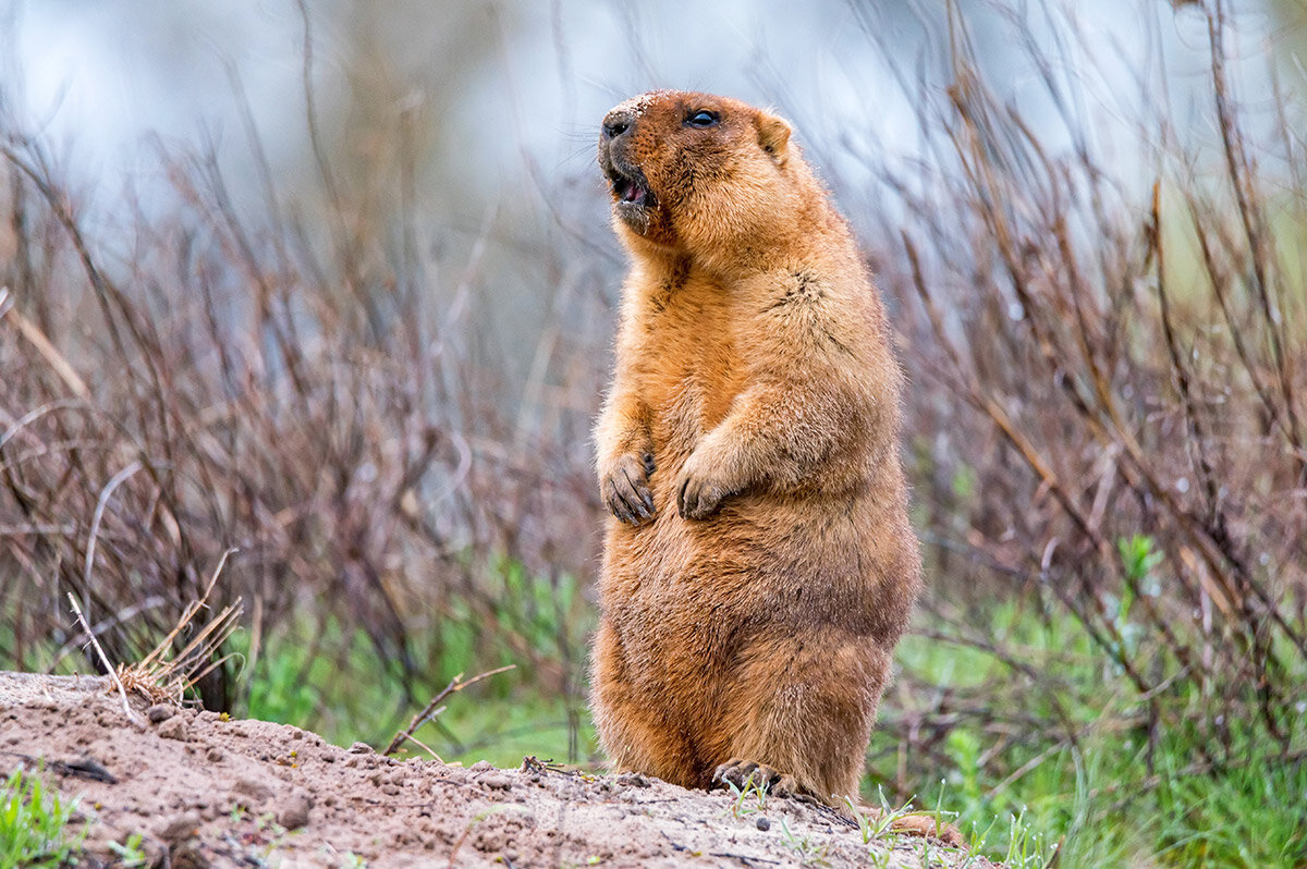 Shutterstock📷Степные сурки (Marmota bobak)