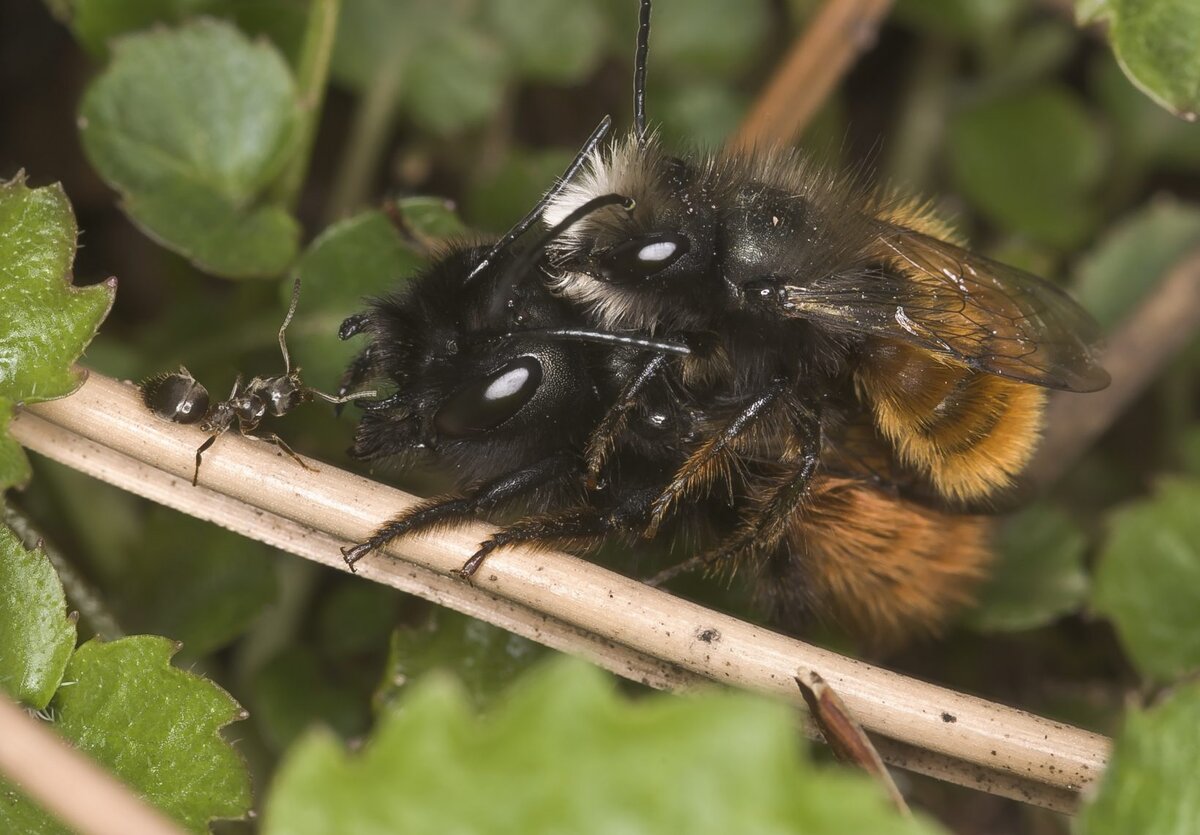 Спаривающиеся пчёлы вида Osmia cornuta и муравей.