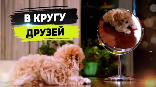 В кругу друзей. «Россия-1» мальтипу питомника «Honey Club»