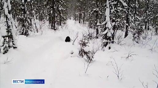 полярный волк фото в тундре: 1 тыс. видео найдено в Яндексе