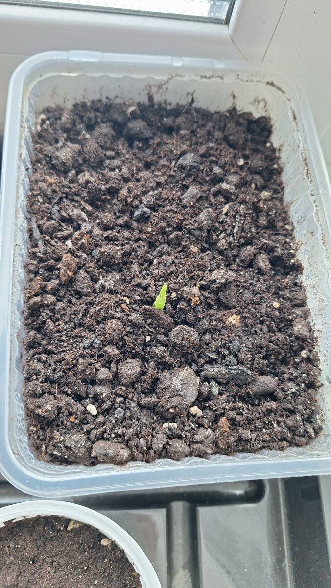 Фото автора. Всходы имбиря 22 февраля