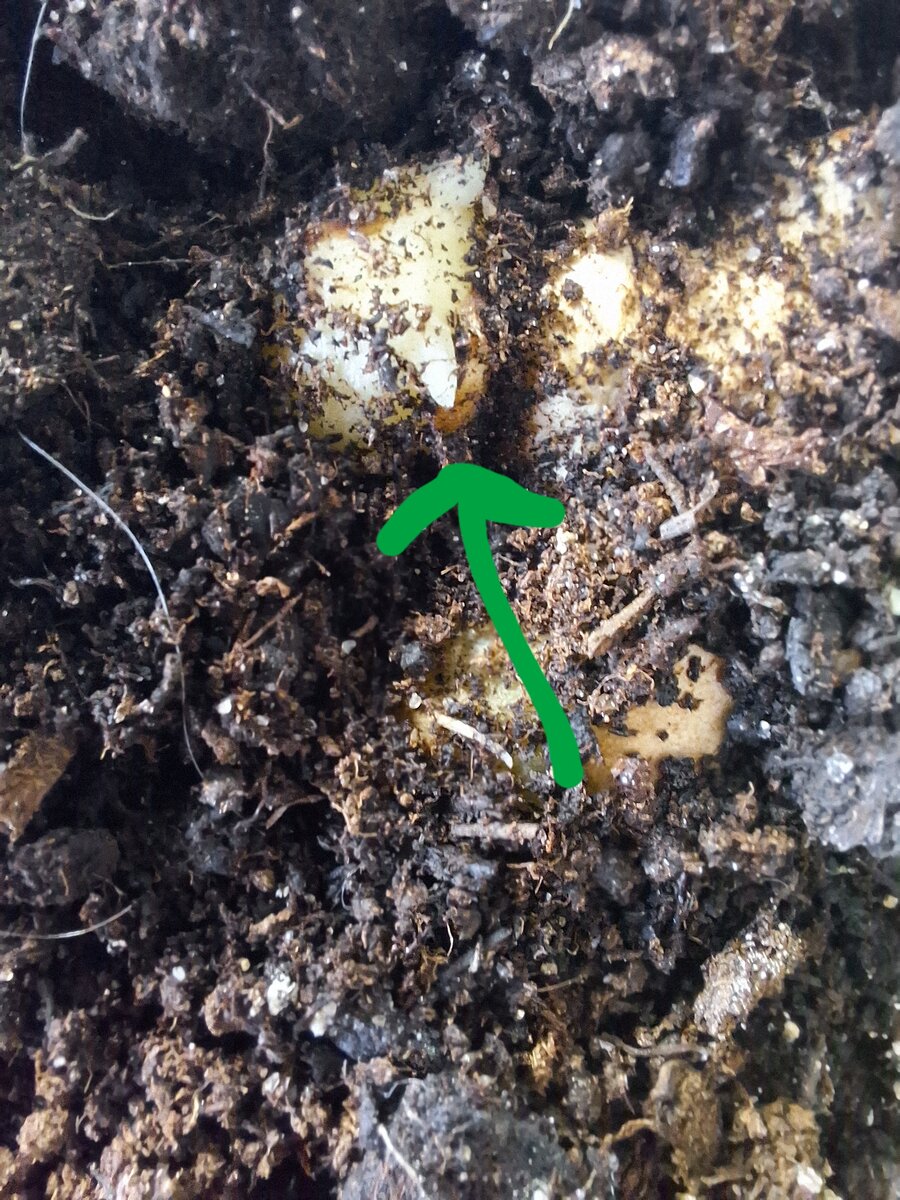 Фото автора. Стрелочкой показан вылезший клык.