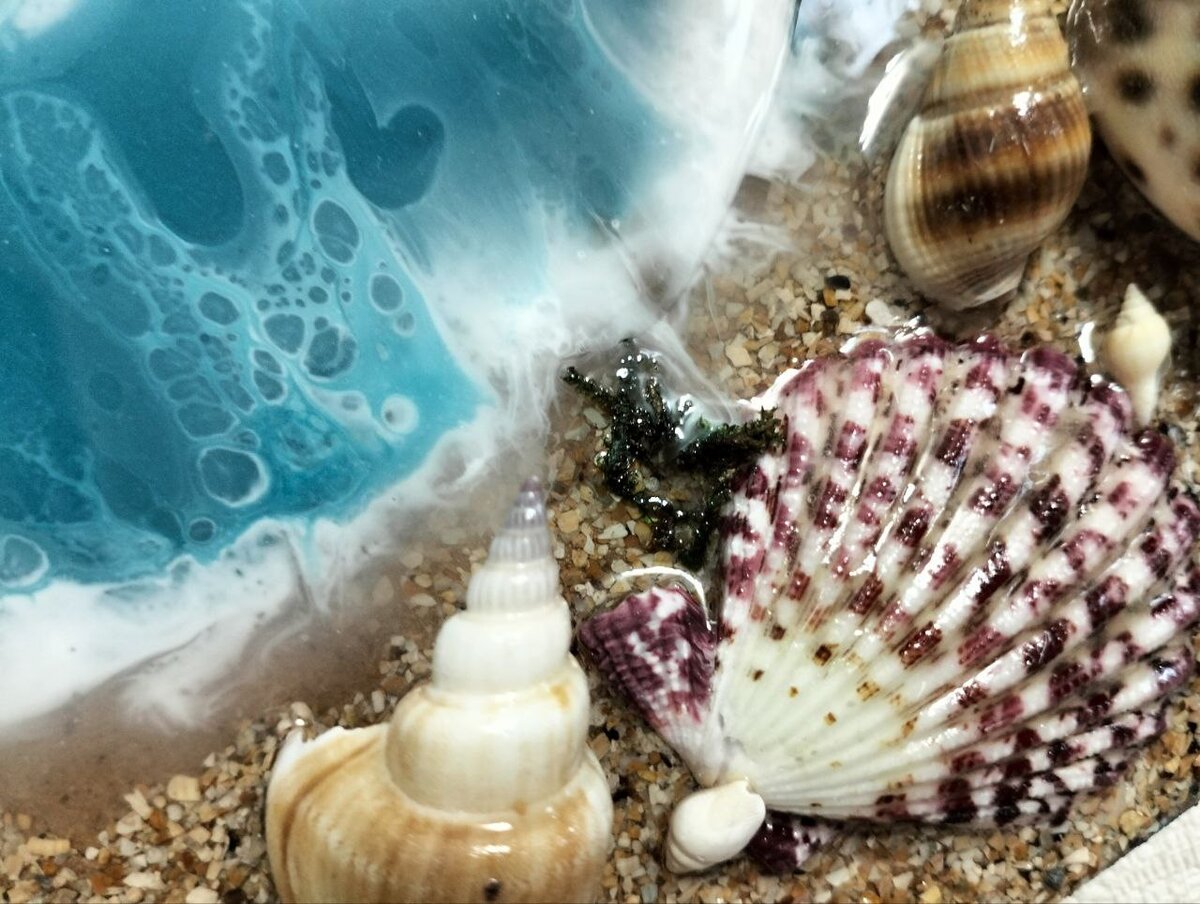 Яркие крупные ракушки