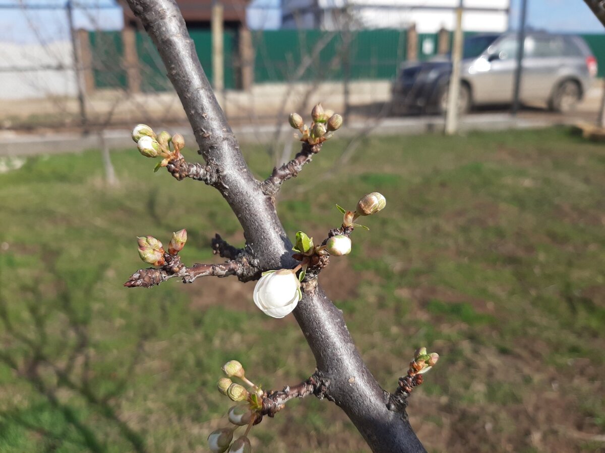 Бутончик днем на сливе. Готовится раскрыться.