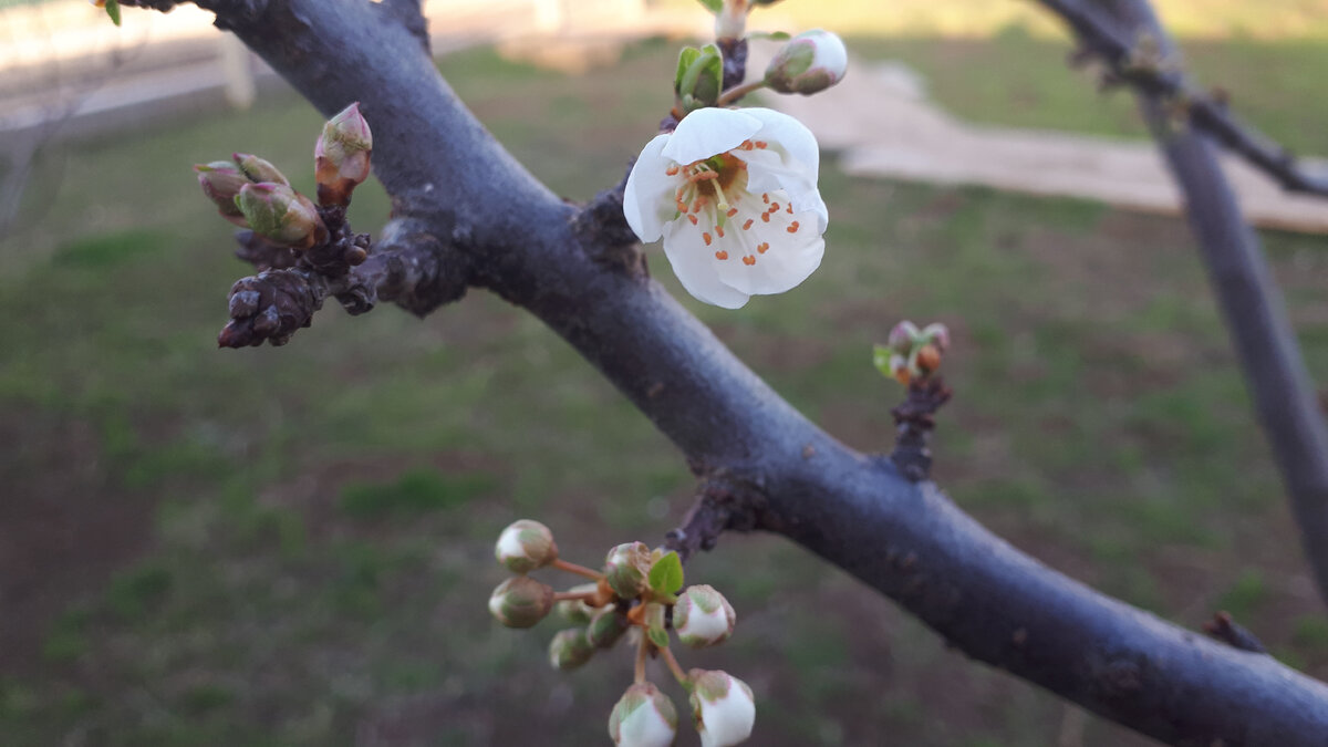 Фото вечером. Бутон раскрылся! 