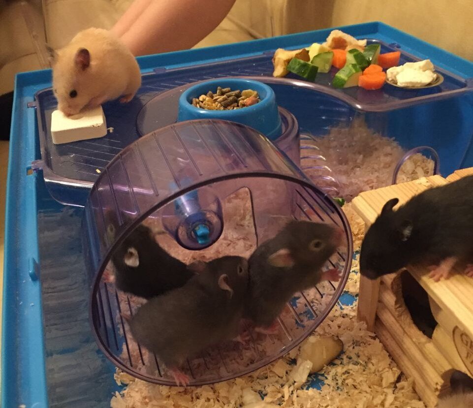 Дети Фроськи и Петьки - сирийские хомячки плодовиты и дети через месяц уже размером с маму
