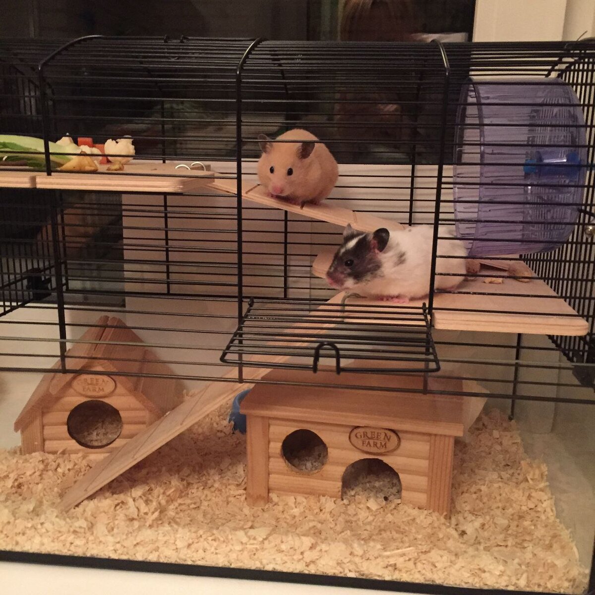 Фроська и Петька жили в любви и согласии, но недолго. Пара сирийских хомячков пока еще живут в одной клетке