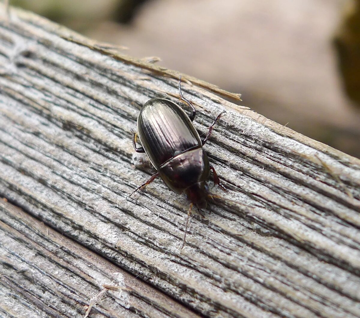 CC BY 2.0 / gailhampshire / Carabidae Amara species