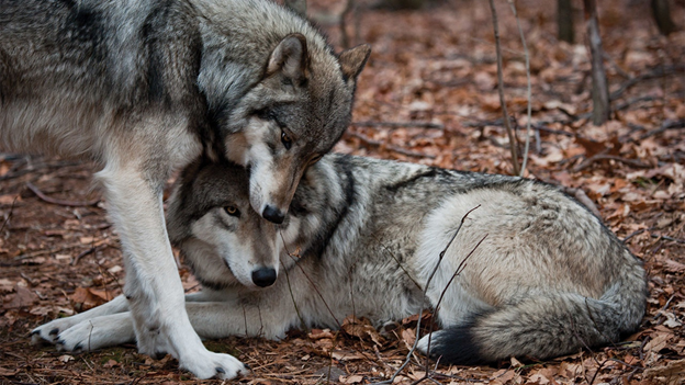 (фото из интернета)