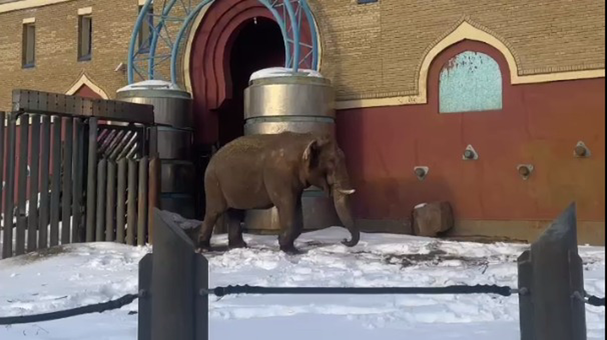 Еще не весна»: Московский зоопарк показал кадры с прогулки слона Памира |  Вечерняя Москва | Дзен