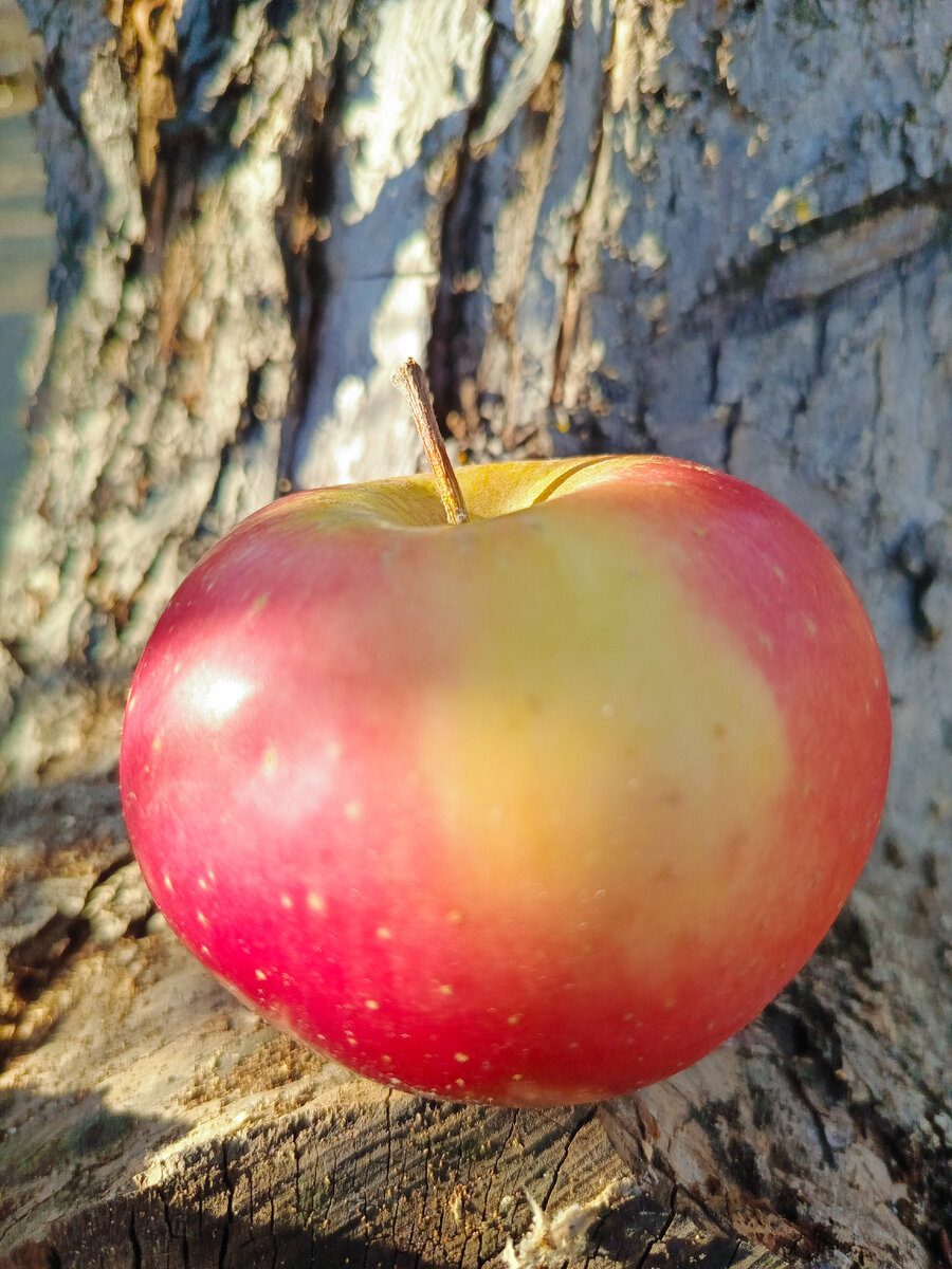 Уважаемые читатели! Если вам понравился рассказ, можете оставить заявку на следующий! Могу написать о любом овоще и фрукте. И не только о них! Всем читателям - спасибо.