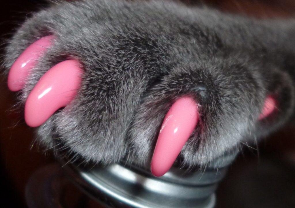 Фото из Интернета.