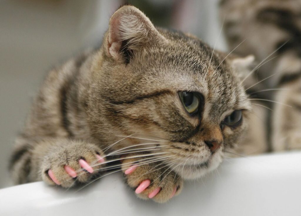 Фото из  Интернета.