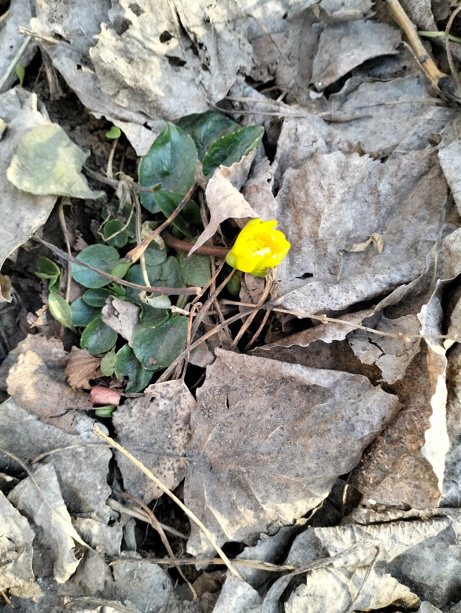 Если не ошибаюсь, это куриная слепота. Странно, обычно первыми вылезают проблески. Иногда даже в середине февраля, если тепло