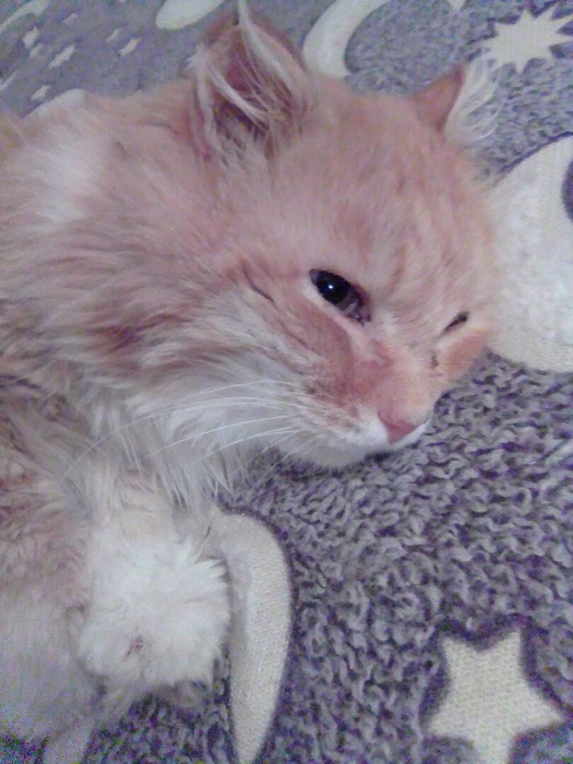 совсем плохо Барсику