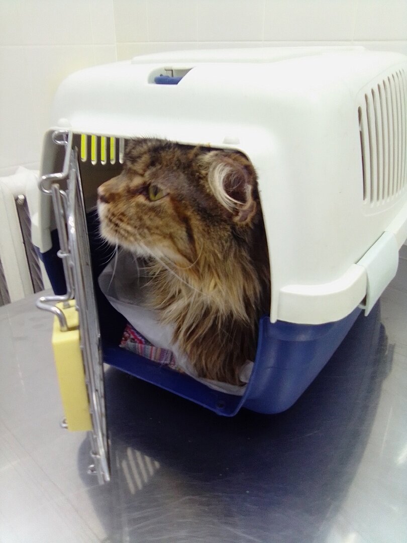 Гермиона в ветклинике ждет КТ позвоночника