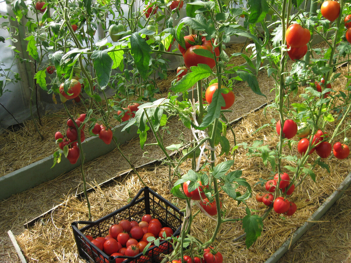 Томаты в теплице