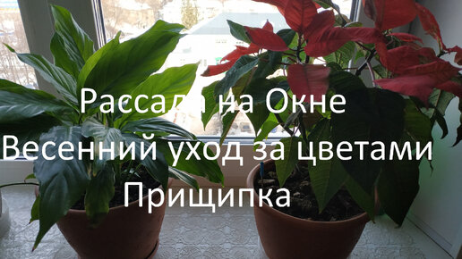 Рассада на Окне // Весенний уход за цветами // Прищипка