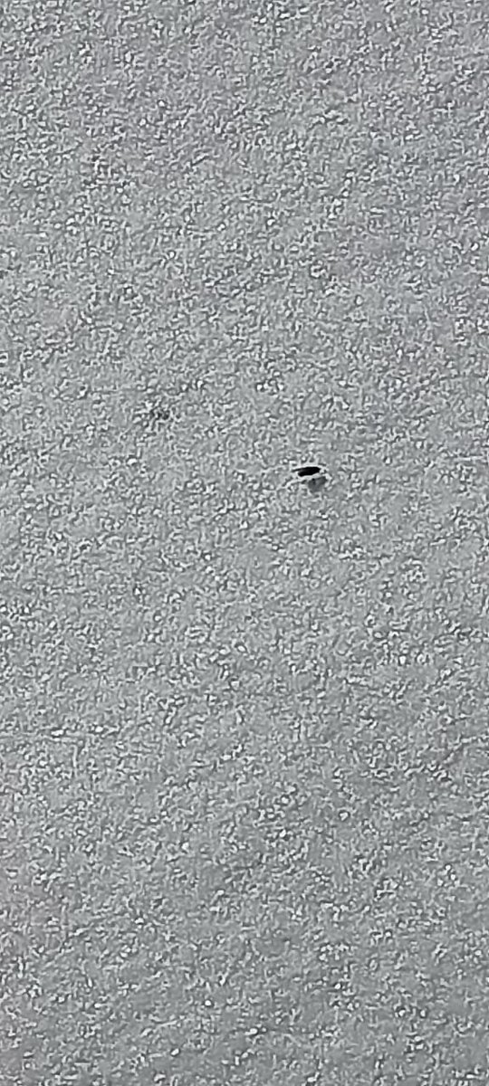 Вчерашнее фото мухи на снегу. Фотограф супруга.