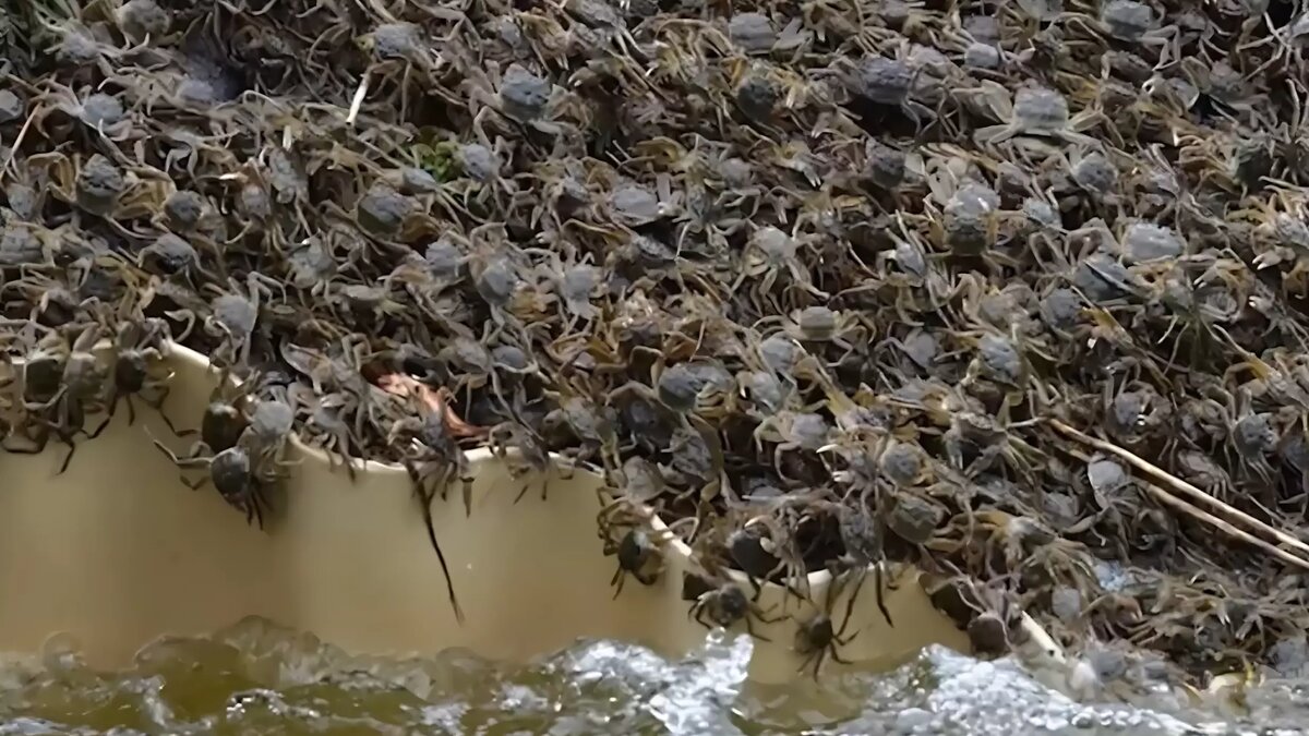     По Эльбе в направлении Гамбурга перемещаются десятки тысяч китайских рукавчатых крабов