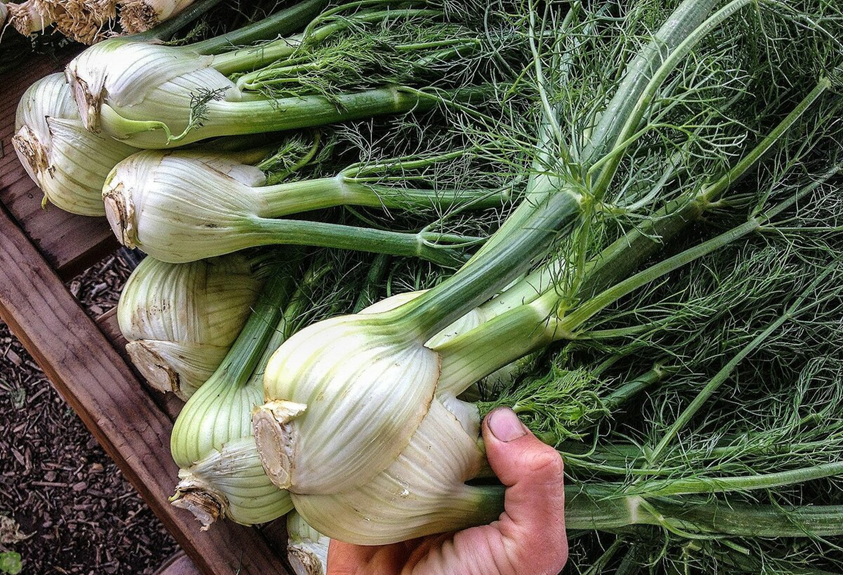 Так выглядит фенхель. 