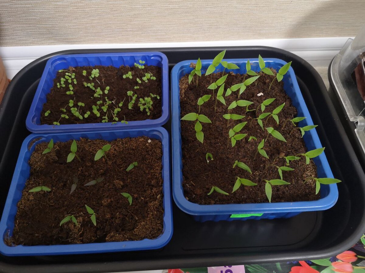 Рассада перца сладкого и острого на 29 февраля