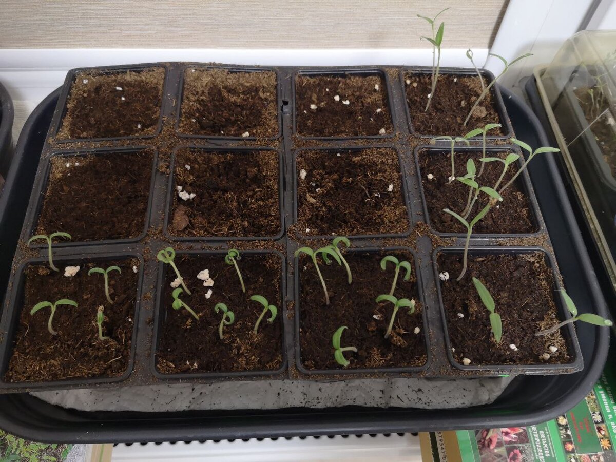 Рассада томатов 29 февраля