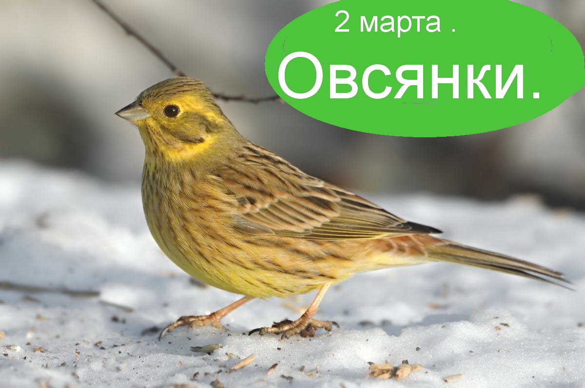 2 марта.Овсянки. Что можно и нельзя в этот день. Шепоток на встречу с  суженным. Заговоры : чтобы память вернуть; от порчи. | Бабушка с мишуткой .  | Дзен