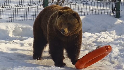 Мансур бурый медведь🐻🛟❄️