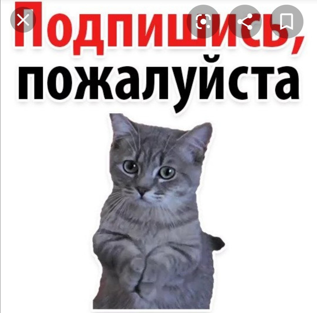 Подпишись пожалуйста. Надпись Подпишись на меня. Картинка Подпишись. Подпишись кот.